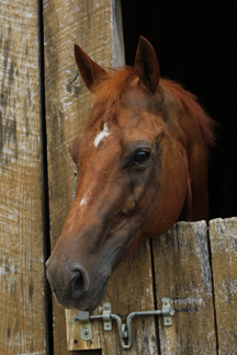 horse at canaan farms