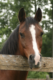 arabian horse