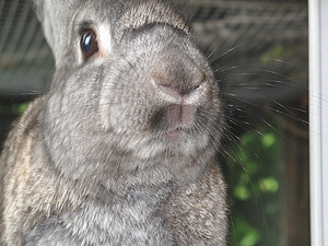 Hubert the bunny