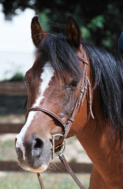 horse at canaan farms