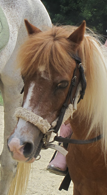 horse at canaan farms