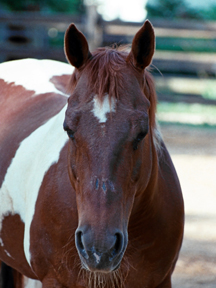 horse at canaan farms