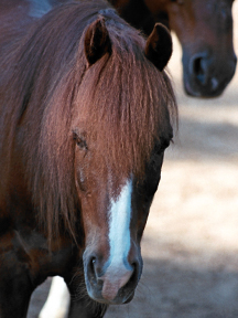 horse at canaan farms