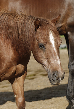 horse at canaan farms