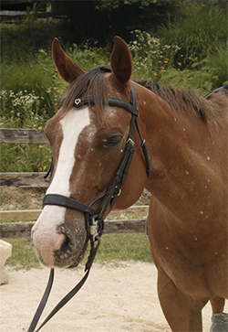 horse at canaan farms