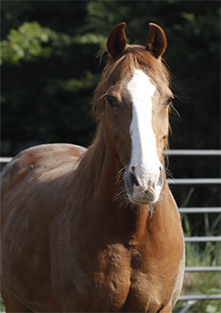 horse at canaan farms