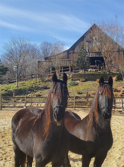 horse at canaan farms