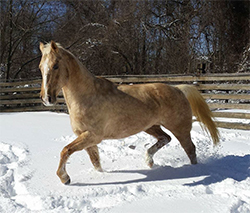 horse at canaan farms