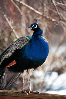 peacock