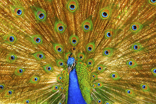 peacock