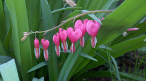 bleeding heart