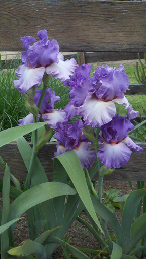 irises by Selena Andersen